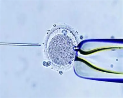 安徽民间供卵试管机构哪家好？揭秘2026安徽私立供卵机构排名
						