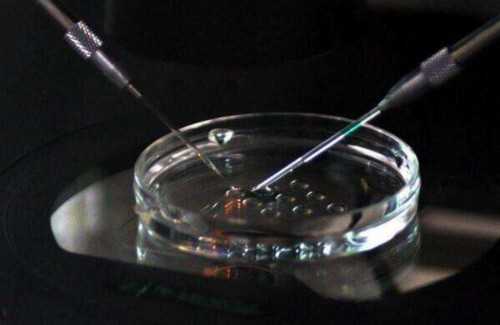 有代怀网吗,湘潭试管助孕捐卵生孩子费用是多少