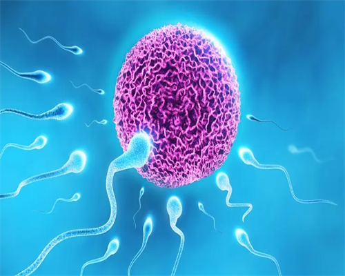 哪里做供卵试管_供卵试管怀孕了,焦作试管供卵,焦作供卵三代试管婴儿