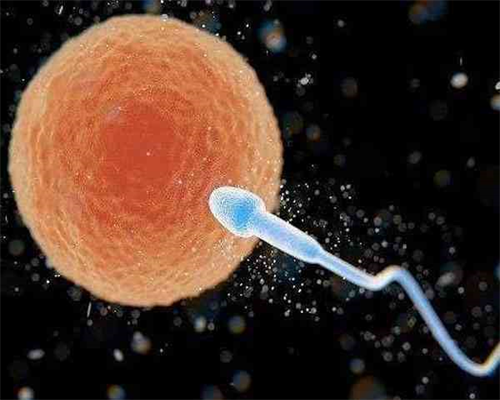 供卵助孕试管_泰国地下供卵,台湾送子鸟供卵中心(台湾新竹送子鸟供卵试管)