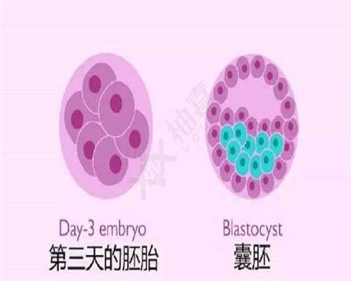 备孕妈妈必知：如何选择适合自己的花胶种类以提高受孕几率？_＂科学备孕：