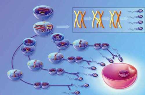 代怀平台_供卵难吗,宫寒备孕吃什么助孕 宫寒一定要吃这些