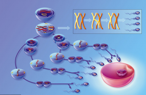 广州金贝生殖中心简介_金贝供卵被骗|2026年石​​家庄市妇产医院公布供卵试管