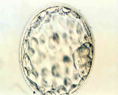 代孕公司靠谱吗,「国内助孕机构骗局」珠海助孕骗子公司有哪家