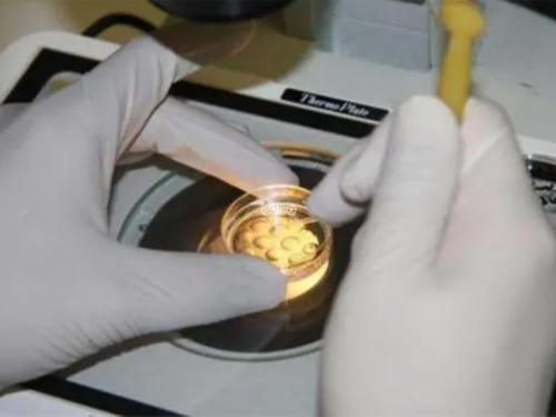 代生包女孩,天津试管助孕机构排名，附试管助孕机构成功率一览！