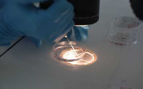 广州金贝供卵联系方式_广州金贝供卵医院费用|乌兰察布试管婴儿成功率-2026乌