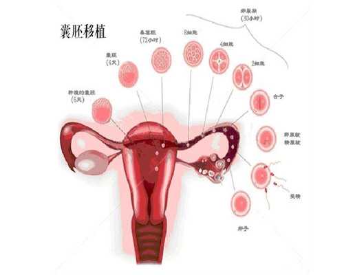 金贝供卵价格表_金贝试管中心|2026烟台供卵试管机构排名，毓璜顶or烟台山医院