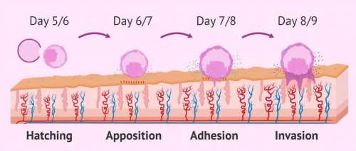 试管选性别_我的供卵试管,常州哪里做试管,做试管常州哪里有打针的