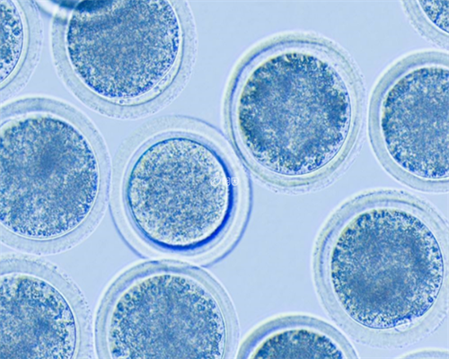 地下供卵试管区别_有供卵试管医院,珠海供卵试管大概需要多少钱，2026
广东供